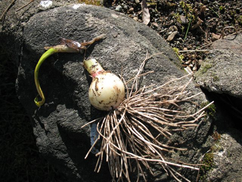 Botrytis rot on garlic